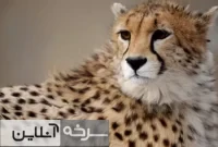 حفظ جان یوز آسیایی نیازمند اعتبار ۱۰۰ میلیاردی