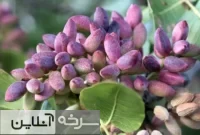 سود طلای سبز دامغان در جیب دلالان
