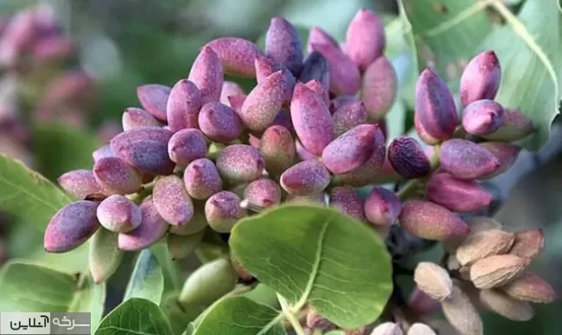 سود طلای سبز دامغان در جیب دلالان