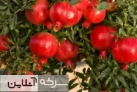 غربت یاقوت سرخ سمنان در بازار جهانی