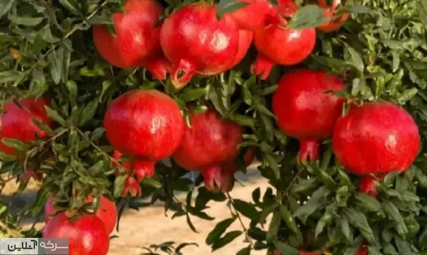 غربت یاقوت سرخ سمنان در بازار جهانی
