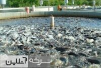 توسعه پرورش ماهی در سرخه با هدف تقویت سبد غذایی و ایجاد اشتغال