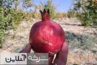 جلوه پاییزی باغات انار سرخه