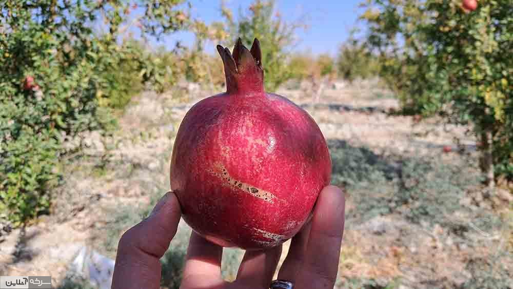 جلوه پاییزی باغات انار سرخه