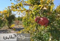 جلوه پاییزی باغات انار سرخه