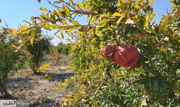 جلوه پاییزی باغات انار سرخه جلوه پاییزی باغات انار سرخه