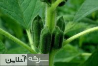 کشت آزمایشی کنجد در سرخه؛ راهکاری برای عبور از بحران آب