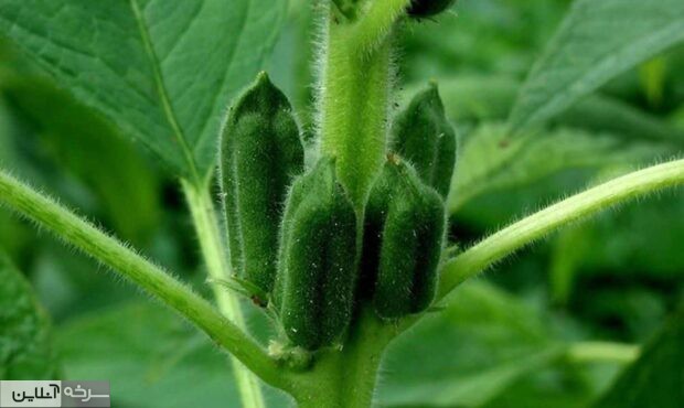کشت آزمایشی کنجد در سرخه؛ راهکاری برای عبور از بحران آب