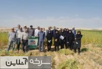 کشت آزمایشی کنجد در سرخه