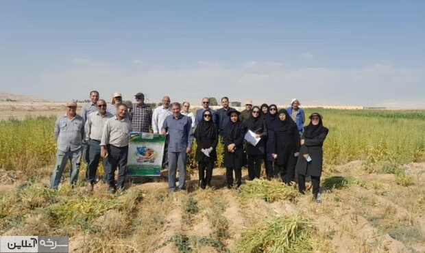 کشت آزمایشی کنجد در سرخه کشت آزمایشی کنجد در سرخه