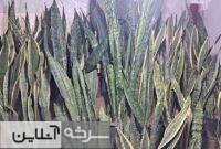 گل‌فروشی‌هایی که نبض حیات را در دست دارند