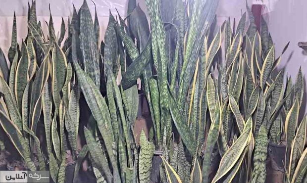 گل‌فروشی‌هایی که نبض حیات را در دست دارند