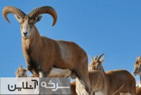 نذری که به دست حیات‌وحش می‌رسد