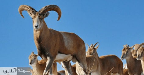 نذری که به دست حیات‌وحش می‌رسد