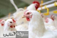 پایداری بازار گوشت مرغ با اجرای طرح «تولید قراردادی» در سمنان