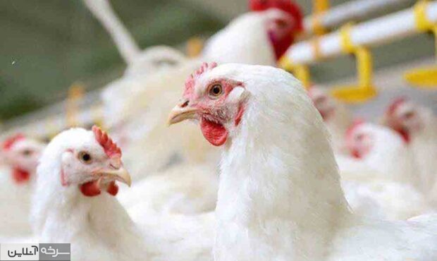 پایداری بازار گوشت مرغ با اجرای طرح «تولید قراردادی» در سمنان