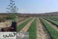 توزیع ۲ میلیون نهال در سمنان برای مقابله با بیابان‌زایی