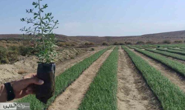 توزیع ۲ میلیون نهال در سمنان برای مقابله با بیابان‌زایی