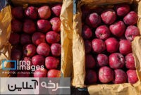 برداشت ۴۰ هزار تن سیب در شاهرود برداشت ۴۰ هزار تن سیب در شاهرود