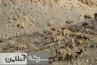تولد نخستین برههای گوسفند وحشی در توران تولد نخستین برههای گوسفند وحشی در توران