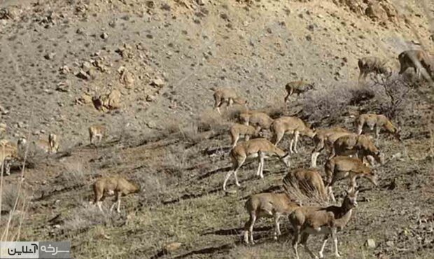 تولد نخستین برههای گوسفند وحشی در توران تولد نخستین برههای گوسفند وحشی در توران
