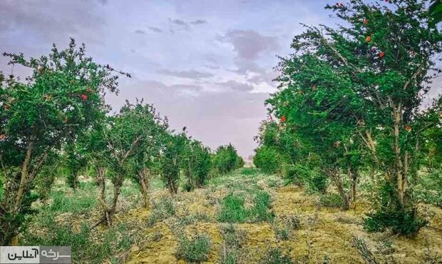 طبیعت و مزارع زیبای سرخه در یک روز بهاری طبیعت و مزارع زیبای سرخه در یک روز بهاری