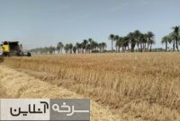 تقویت انگیزه کشاورزان با افزایش قیمت گندم تقویت انگیزه کشاورزان با افزایش قیمت گندم
