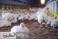 ظرفیت بالای پرورش طیور در شهرستان سرخه ظرفیت بالای پرورش طیور در شهرستان سرخه