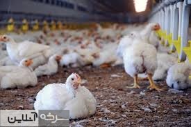ظرفیت بالای پرورش طیور در شهرستان سرخه ظرفیت بالای پرورش طیور در شهرستان سرخه