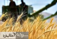 مطالبات گندمکاران پس از تأمین اعتبار پرداخت میشود مطالبات گندمکاران پس از تأمین اعتبار پرداخت میشود