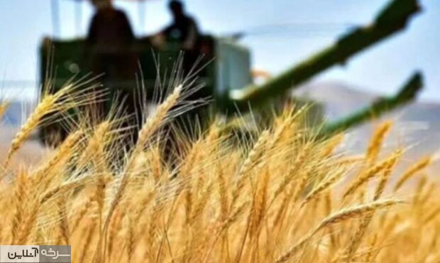 مطالبات گندمکاران پس از تأمین اعتبار پرداخت میشود مطالبات گندمکاران پس از تأمین اعتبار پرداخت میشود