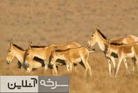 رگ حیات طبیعت سمنان در گروگان بیآبی است رگ حیات طبیعت سمنان در گروگان بیآبی است