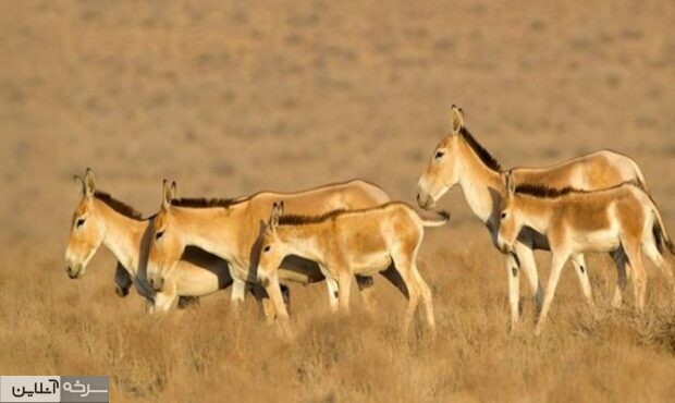 رگ حیات طبیعت سمنان در گروگان بیآبی است رگ حیات طبیعت سمنان در گروگان بیآبی است