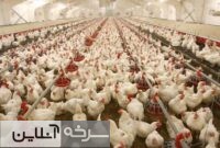 تابستان سرخه و تکرار معضل بوی مرغداری تابستان سرخه و تکرار معضل بوی مرغداری