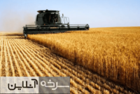 برداشت گندم از مزارع سرخه کلید خورد