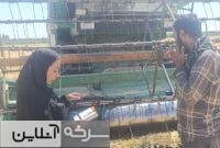 توسعه تولید گندم با ارقام سازگار سرخه توسعه تولید گندم با ارقام سازگار سرخه