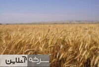 سمنان؛ پایلوت کشاورزی کم‌آب‌بر