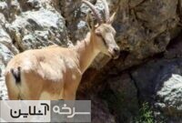شکارچیان قوچ وحشی دستگیر شدند شکارچیان قوچ وحشی دستگیر شدند