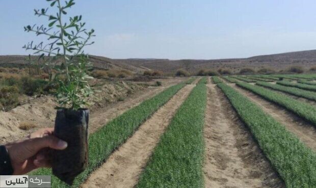 نهالکاری در سمنان باید هدفمند باشد نهالکاری در سمنان باید هدفمند باشد